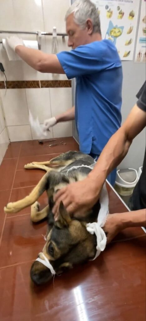    Фото: Верность Елена Воронцова