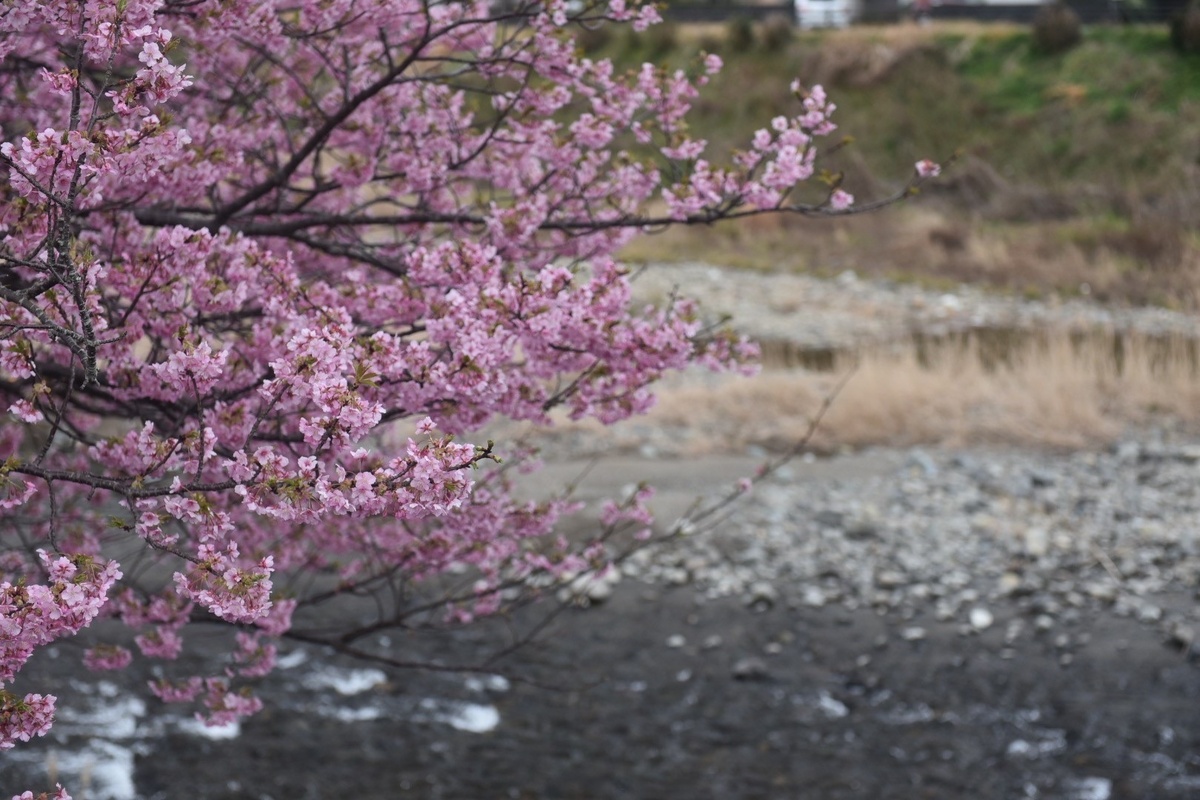 Кавадзу-закура в Сидзуоке