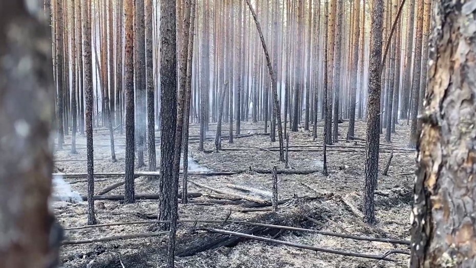    Последствия лесных пожаров в Карелии. Автор фото: t.me/AParfenchikov