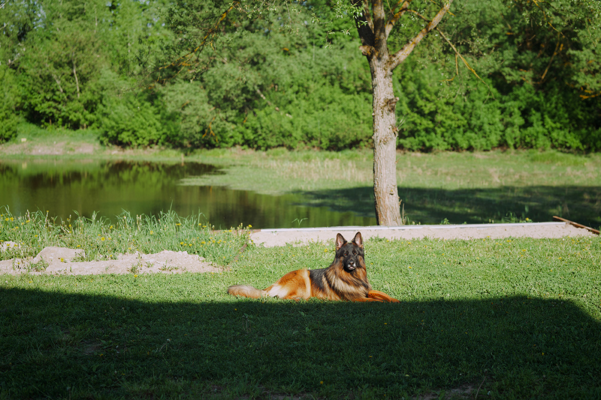 Взрослый кобель длинношерстной немецкой овчарки