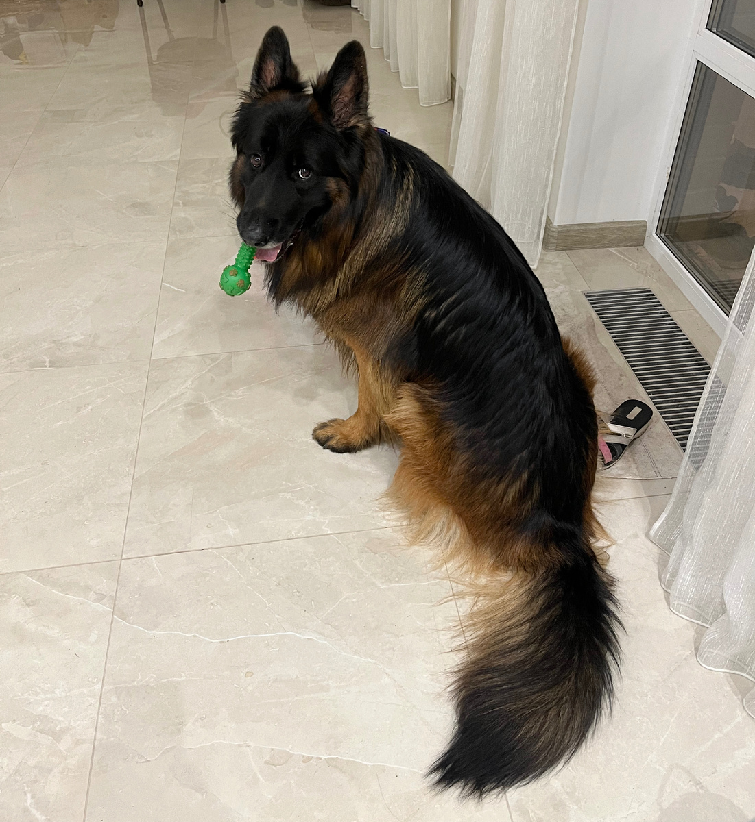 Длинношерстная немецкая овчарка Локи