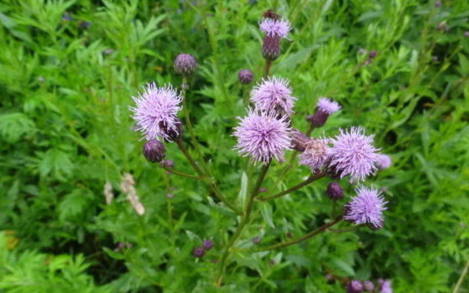 Из открытого  доступа в Интернете