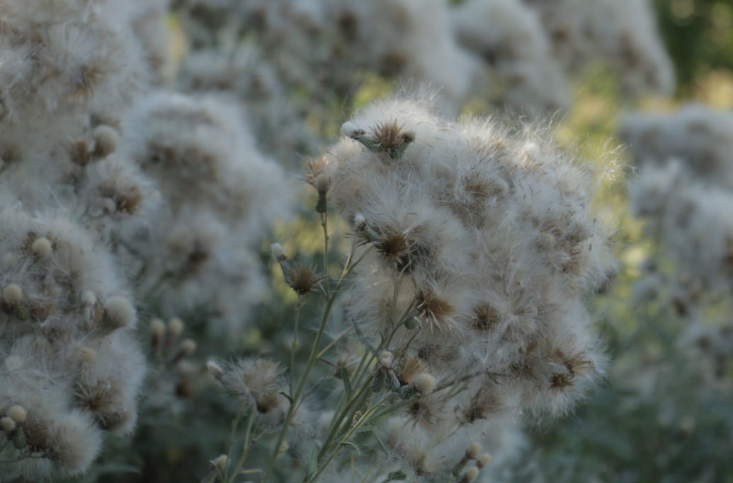 Из ооткрытого доступа в Интернете
