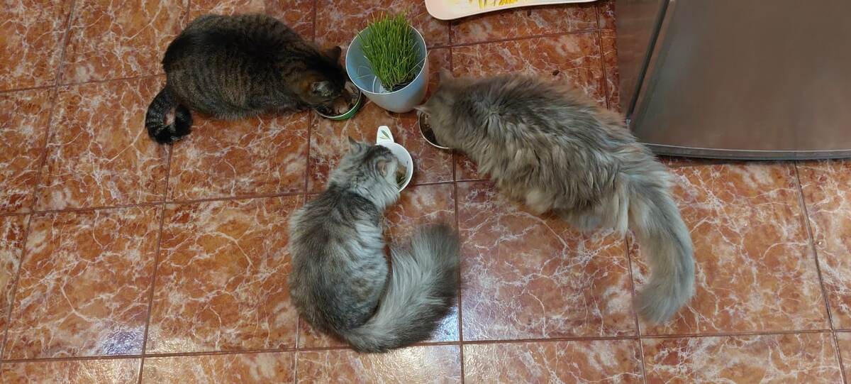 вот так в форме звезды и обедают)) вокруг горшка с кошачьей травкой)))