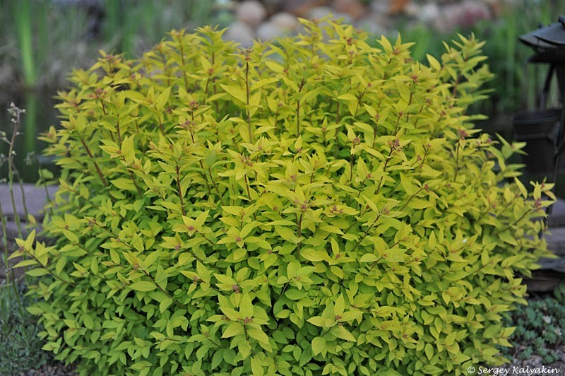 Спирея японская Little Princess