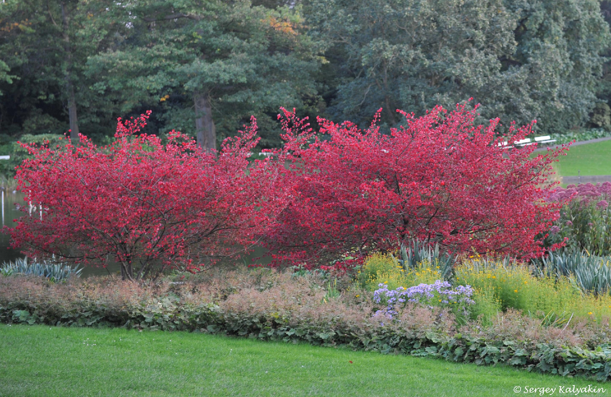 Бересклет крылатый Compactus