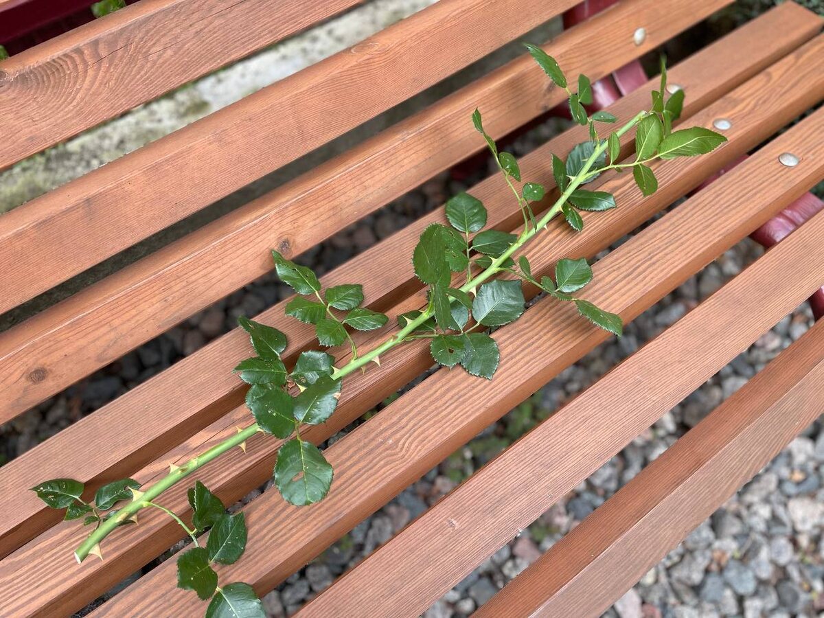 Срезаем ветку розы. Фото автора