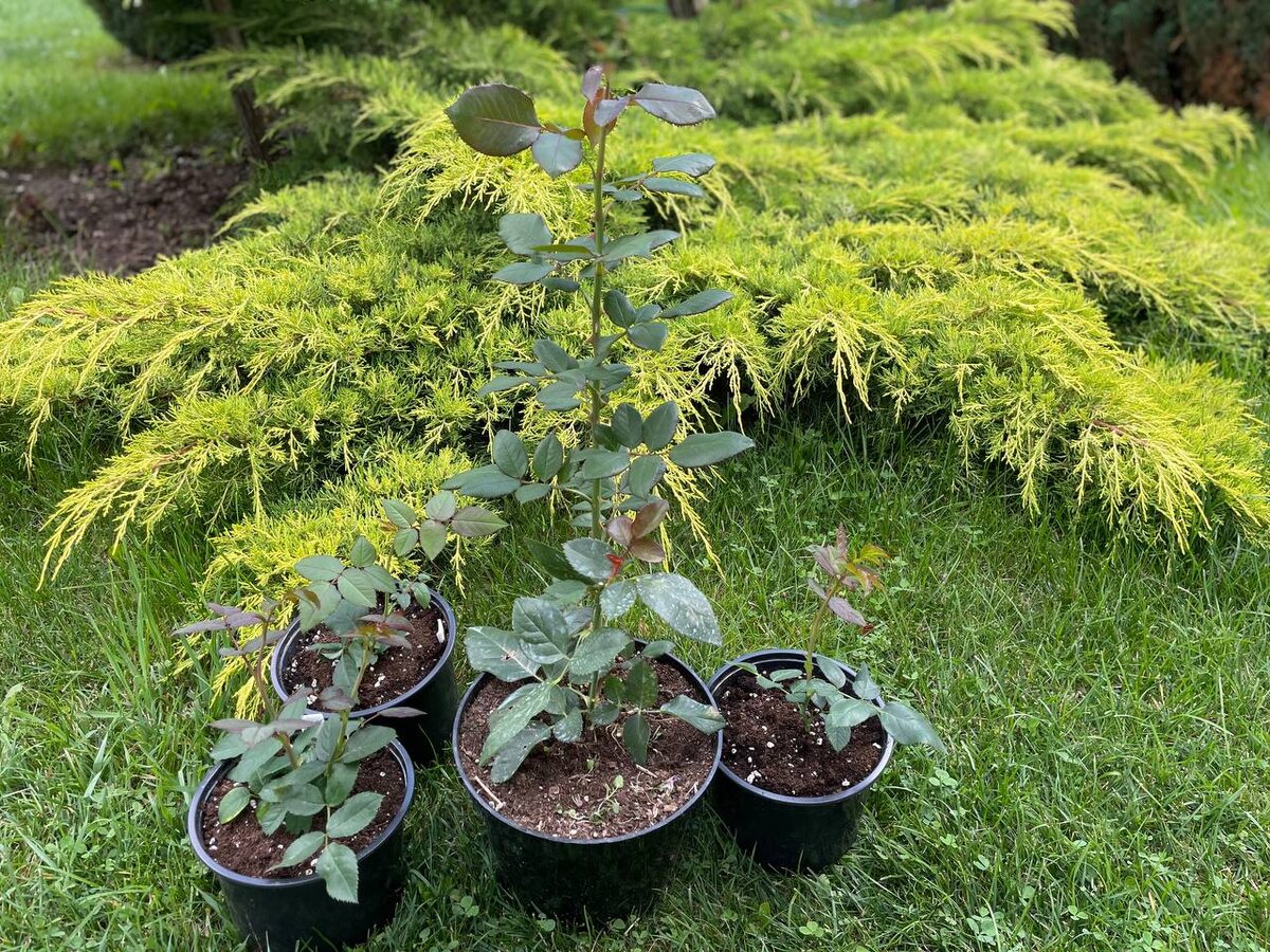 Укорененные черенки роз. Фото автора