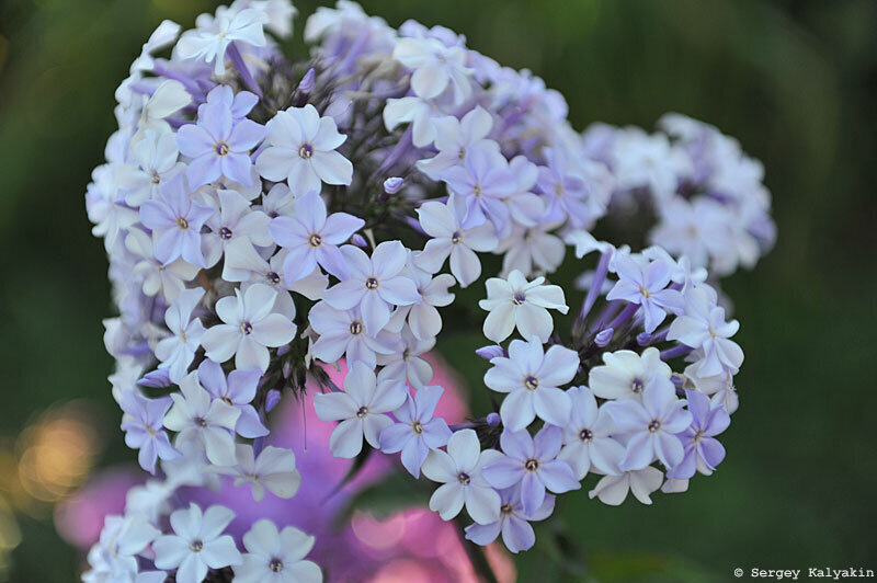 1. Флокс Fliederenzian