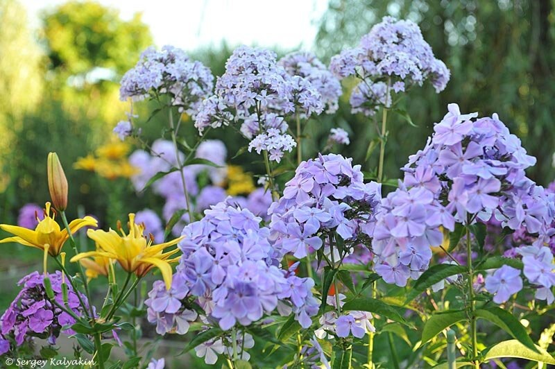 2. В центре флокс Fliederenzian, на первом плане флокс Незабудка