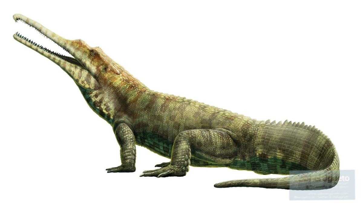 Вообще, нельзя точно сказать что это махаэропрозоп, поскольку этот же арт может изображать и его родича рутиодона.