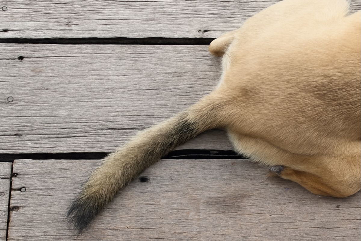 Собачий хвост 