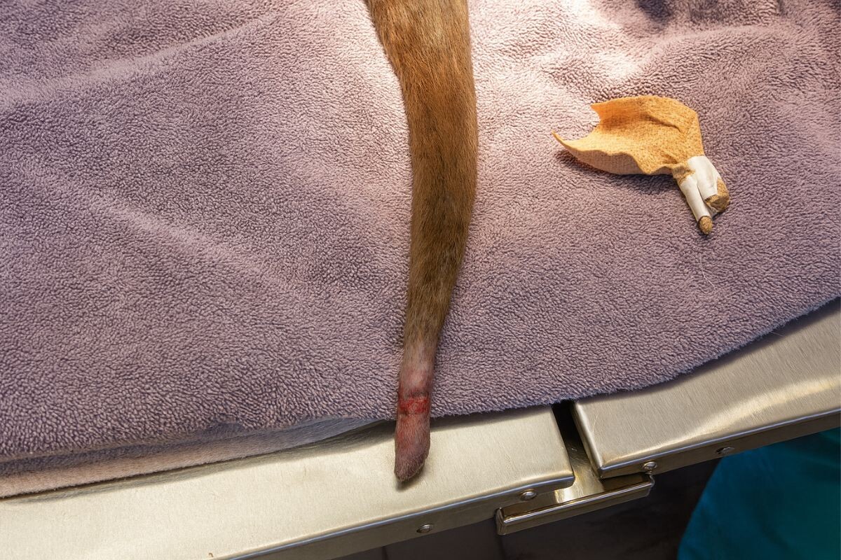 Синдром счастливого хвоста