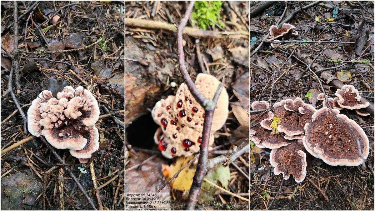 Гиднеллум Пека