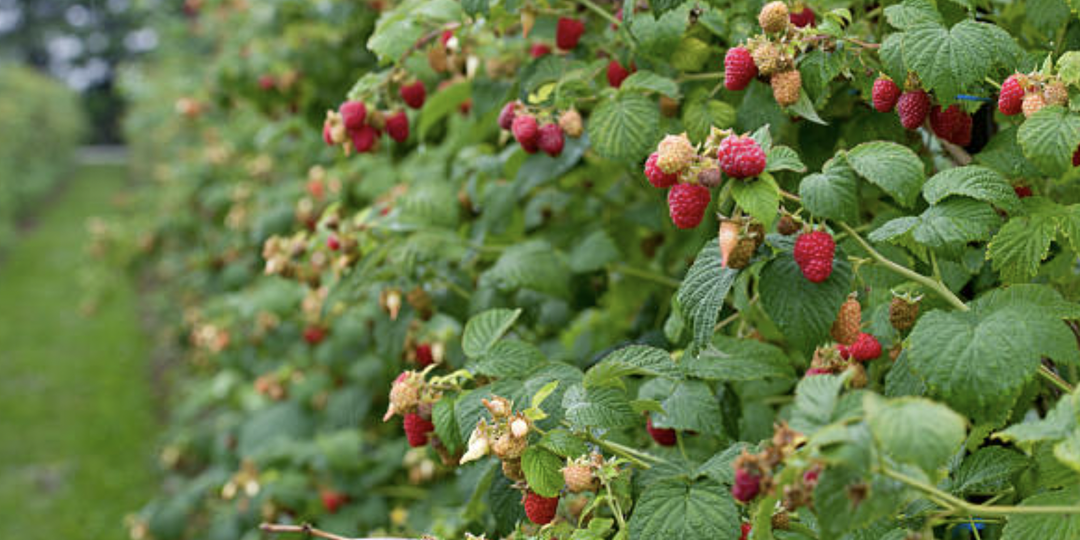 Обрезка малины после сбора урожая в августе. Пошаговое руководство.