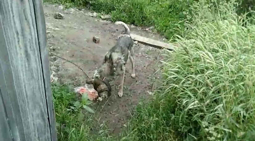 Амур сидит на цепи в частном доме. У него есть хозяева, но за распитием горячительных напитков они "забывают" кормить свою собаку.