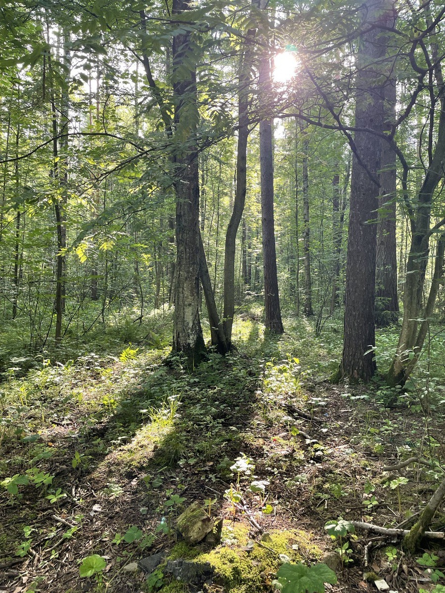 Лучи солнца в лесу 