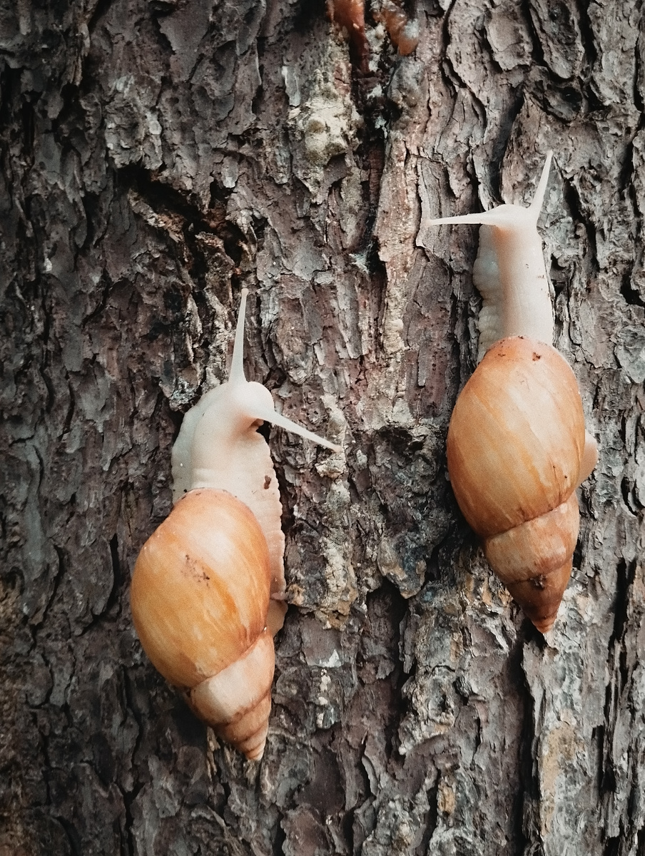 Улитки на дереве. Мое фото.