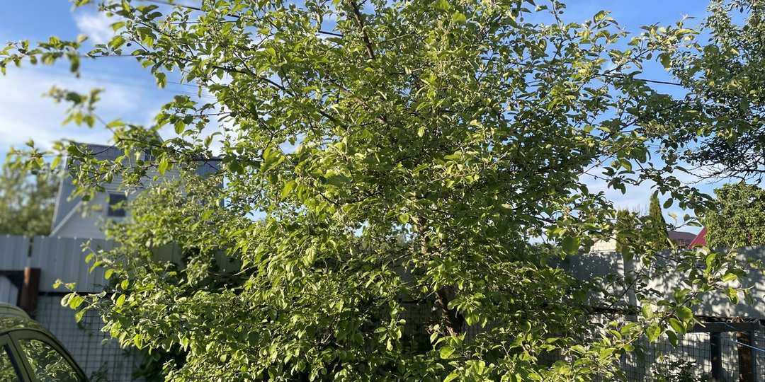 Если сосед посадил дерево близко к вашему забору, что делать. Рассказывает главный агроном