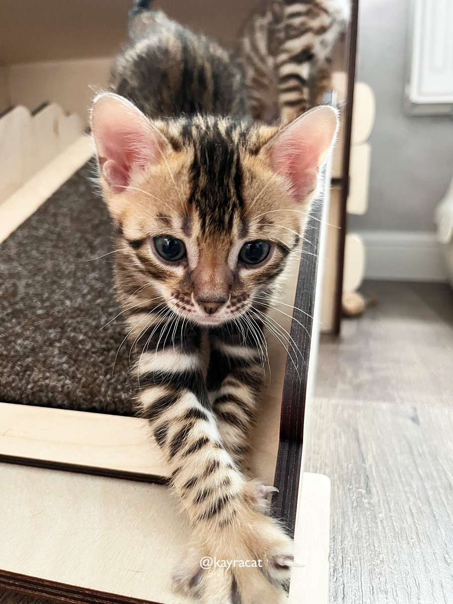 Бенгальский котёнок Эмин