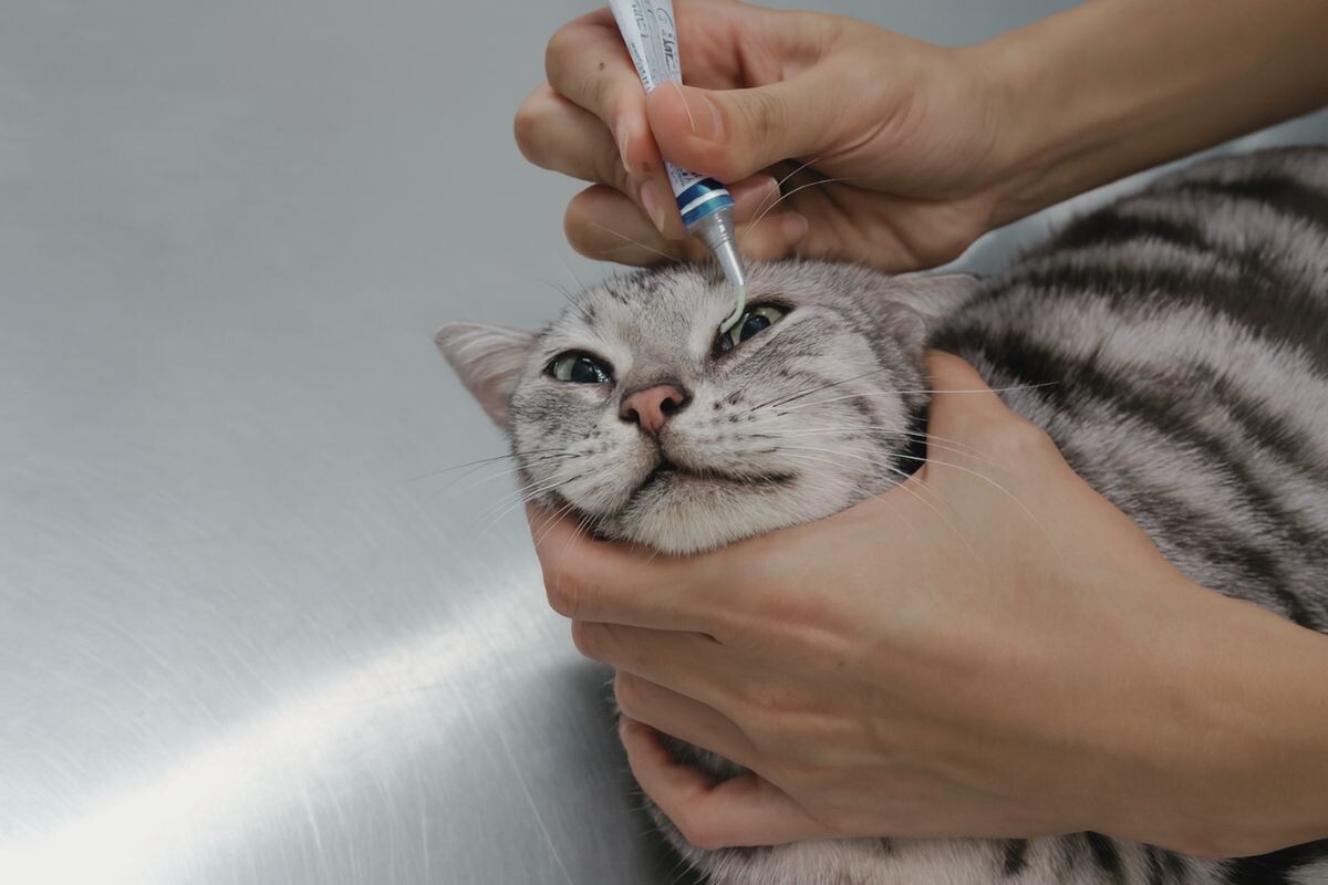 Как наносить глазную мазь кошке 