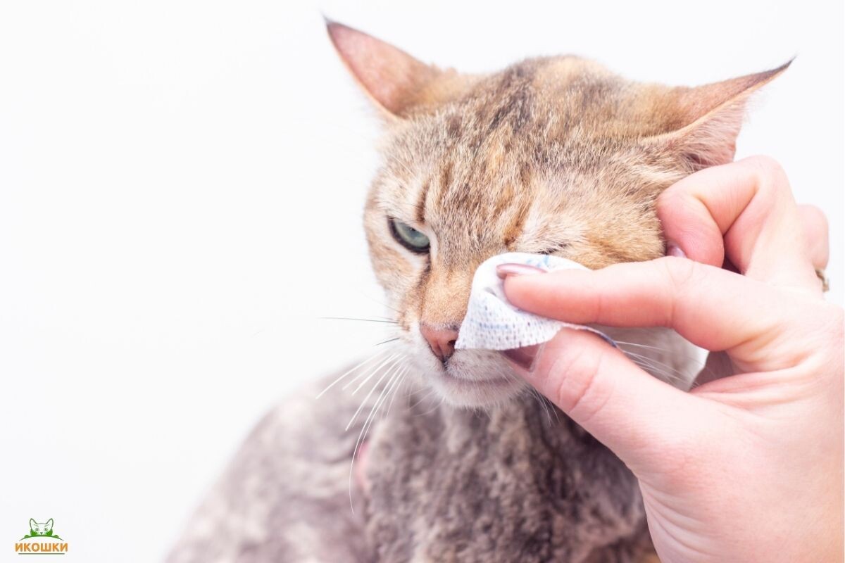Чистка глаз кошки 