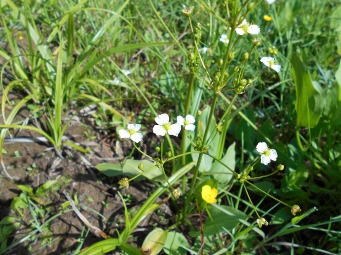 Частуха подорожниковая на краю лесной дороги (фото автора)