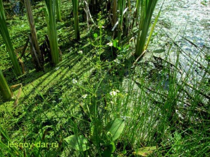 Цветки с белыми лепестками не слишком заметны, зато внизу видны широкие листья прикорневой розетки (фото с блога "Лесная кладовая")