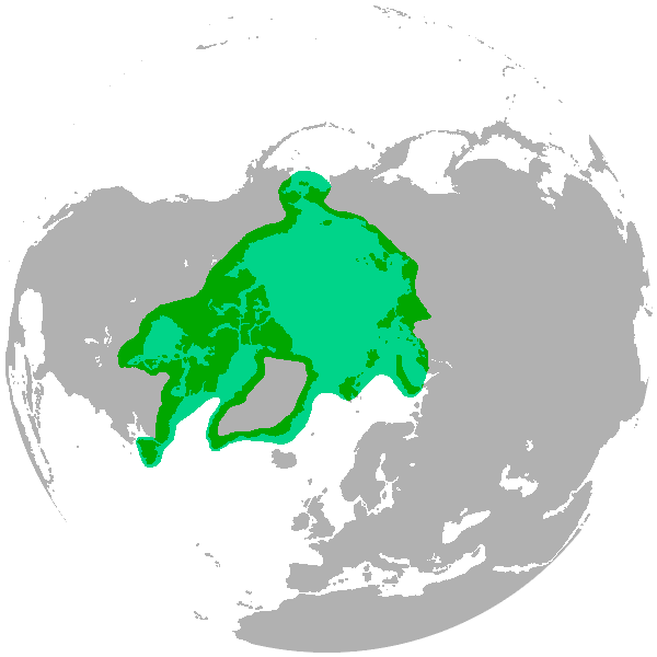 Ареал обитания белых медведей