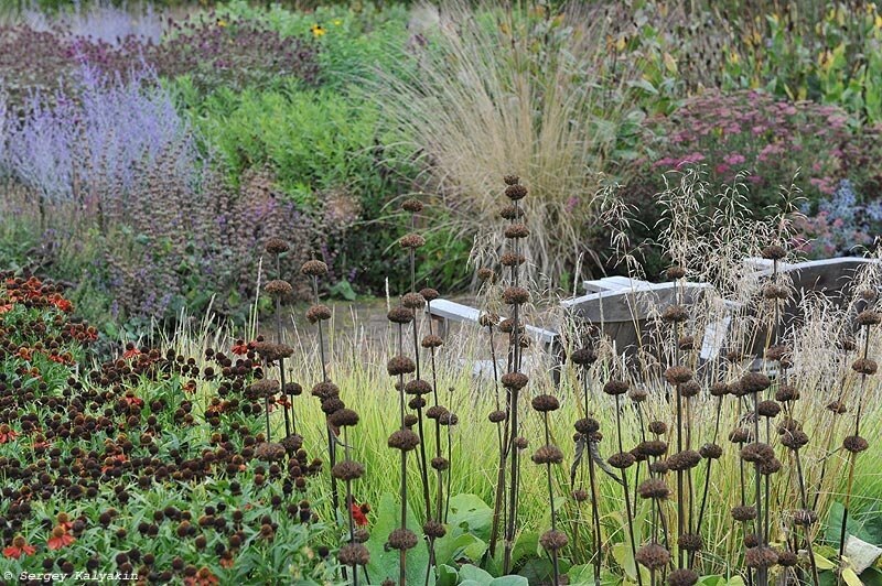 На первом плане - соплодия зопника Рассела