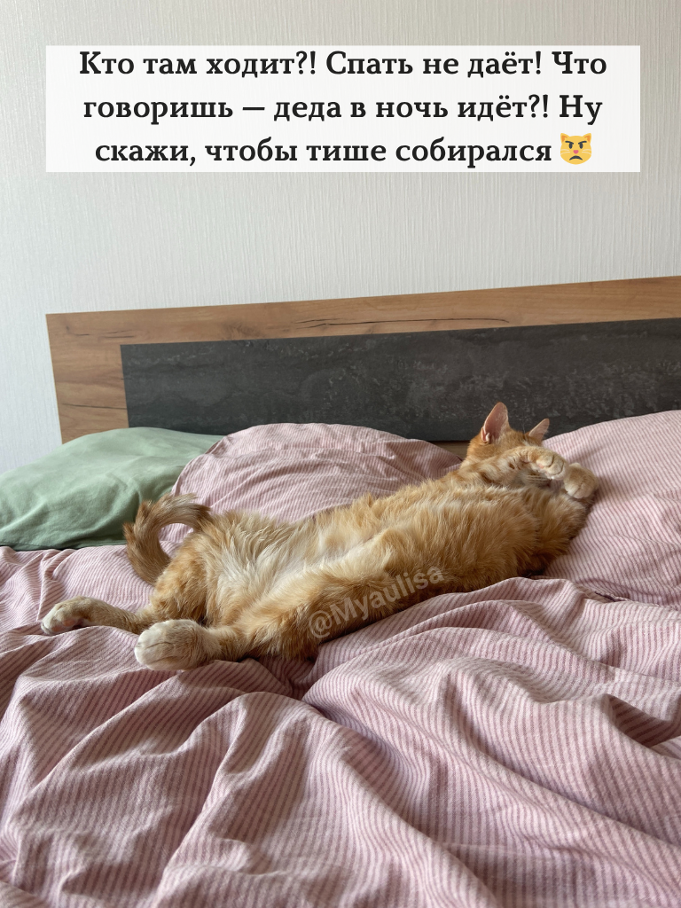 На фото: Василиса спит на подушке рядом с хозяйкой.