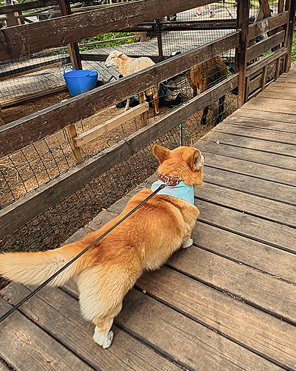 Корги Бильбо в контактном зоопарке