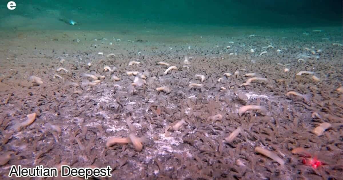    Трубчатые черви на глубине 6780 метров в Алеутском желобе / © Institute of Deep-sea Science and Engineering, Chinese Academy of Sciences via AP