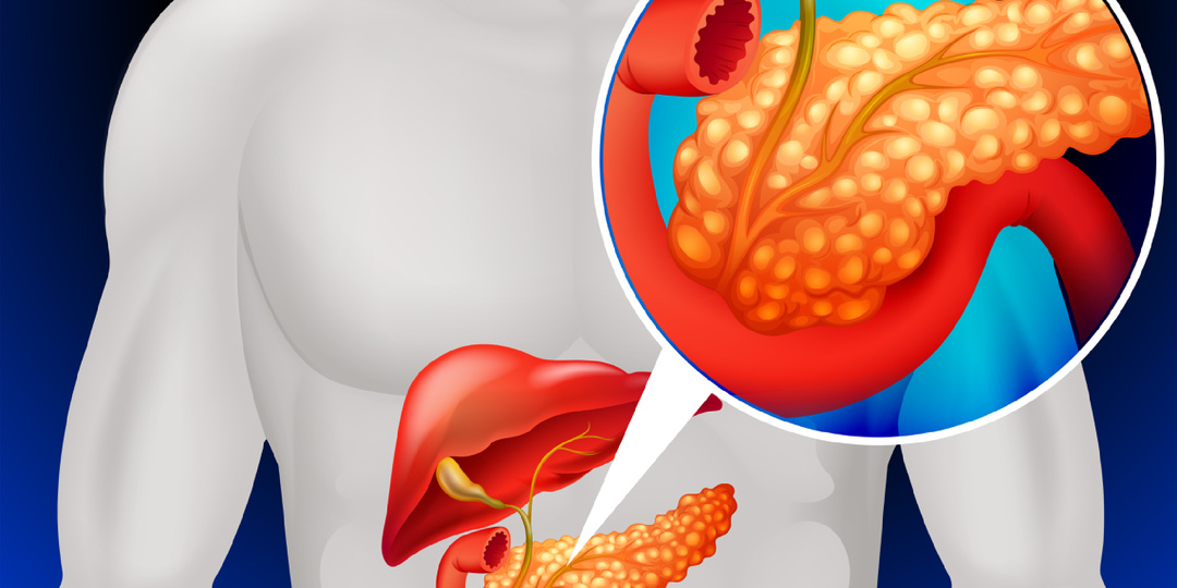 Поджелудочная железа: орган, который не любит суеты, сладкое и игнор