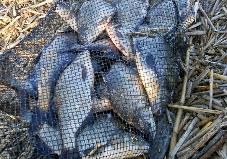 3 вида прикормки по степени ЛЕНИВОСТИ рыбака