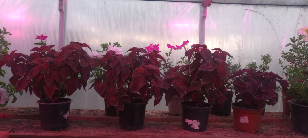 Вот столько красоты получается с обрезки одного куста.