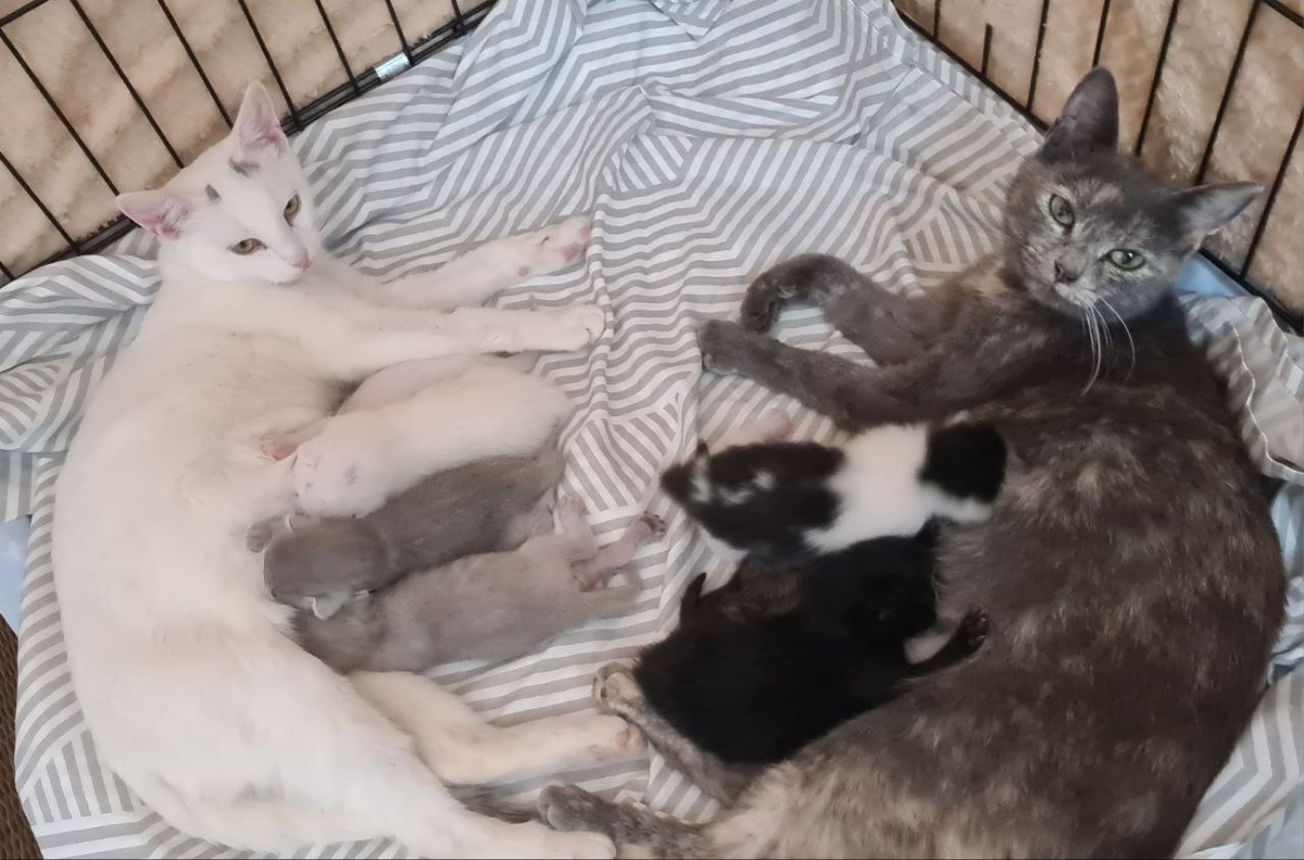 Тут все правильно лежат, со своими мамами