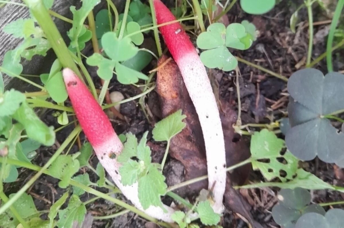    В Тверской области на клумбе вырос гриб, который пахнет гниющим мясом