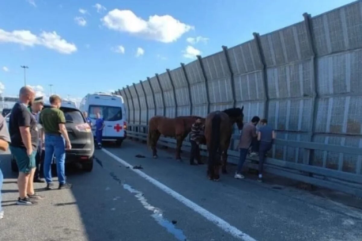   КАД встал в пробку у Мурино из-за «паровоза» с шестью авто и парой лошадей