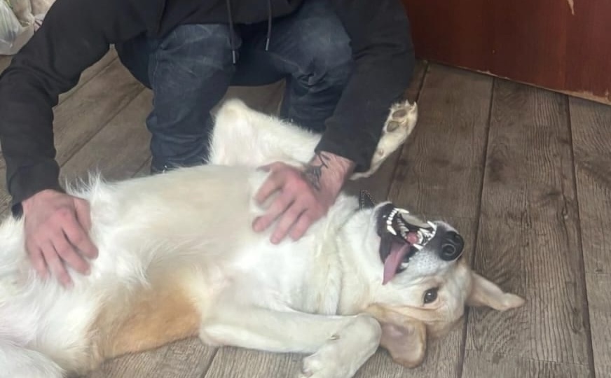 💔🆘 Курт Ищет Семью! Срочно! Его Хозяин - Герой, а Сам Он Остался Один! 🆘💔