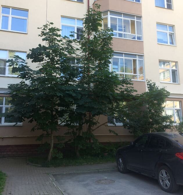 Всеволожск. Каштаны у 9-го подъезда дома 6 по улице Центральной