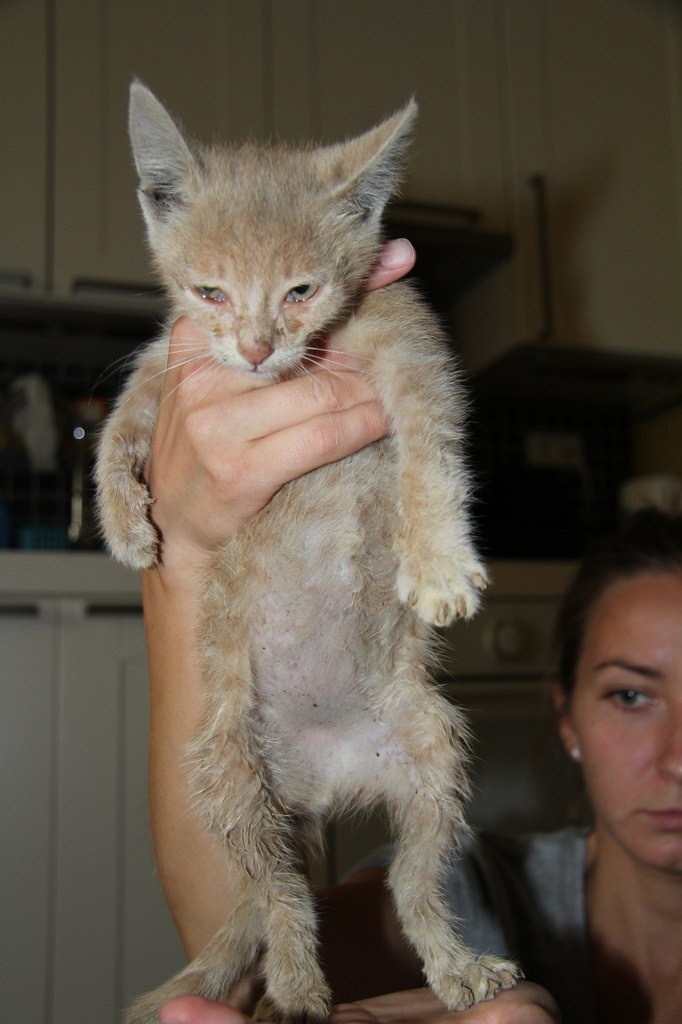 Августин. Был спасен от рук подростков. Дома!