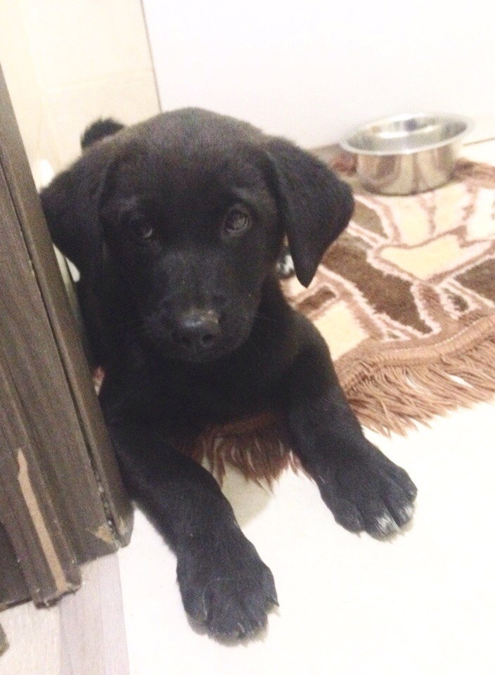 Агата. Выбросили рано утром к новому микрорайону. Дома!