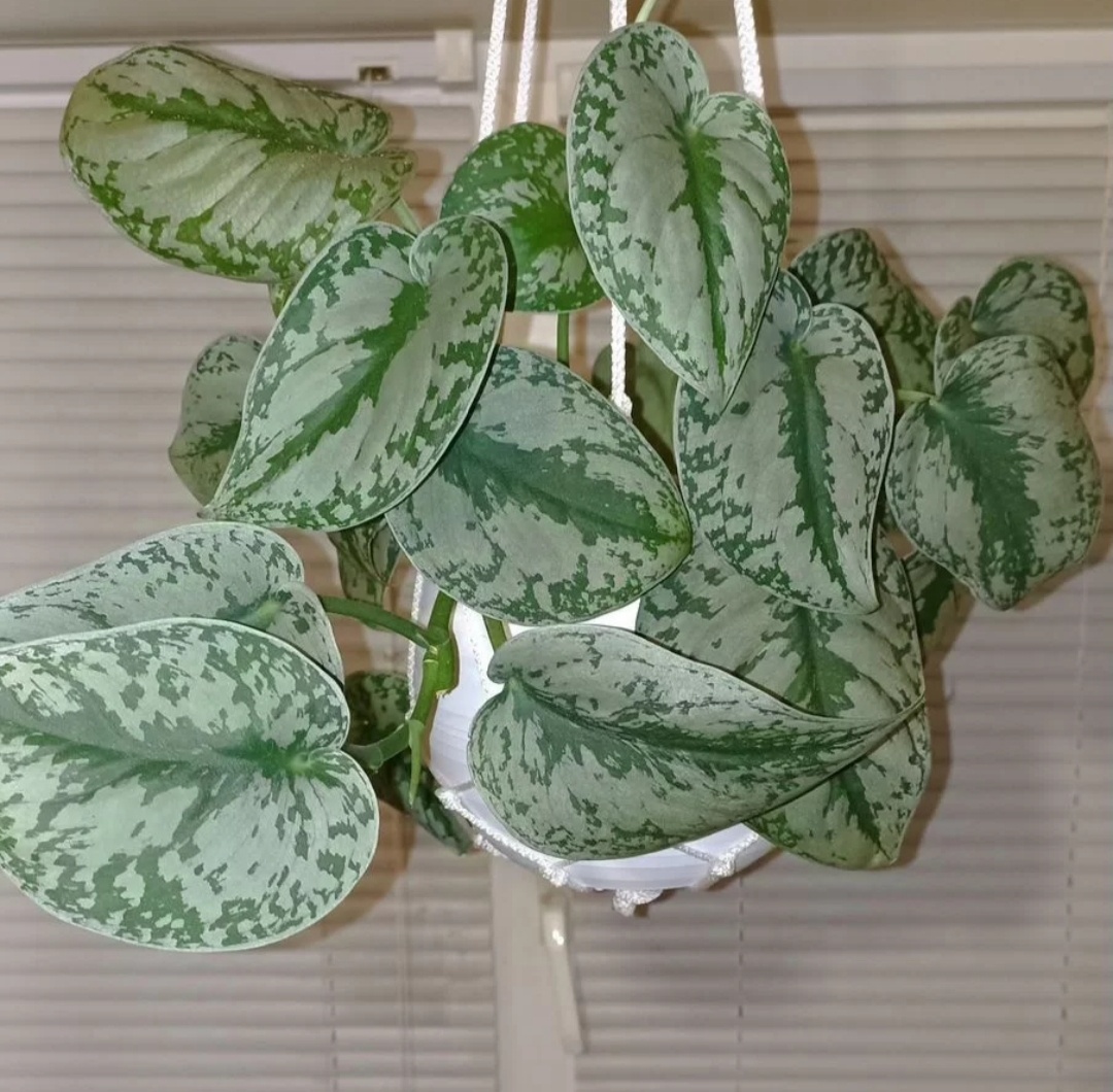 То самое фото, о котором идёт речь.