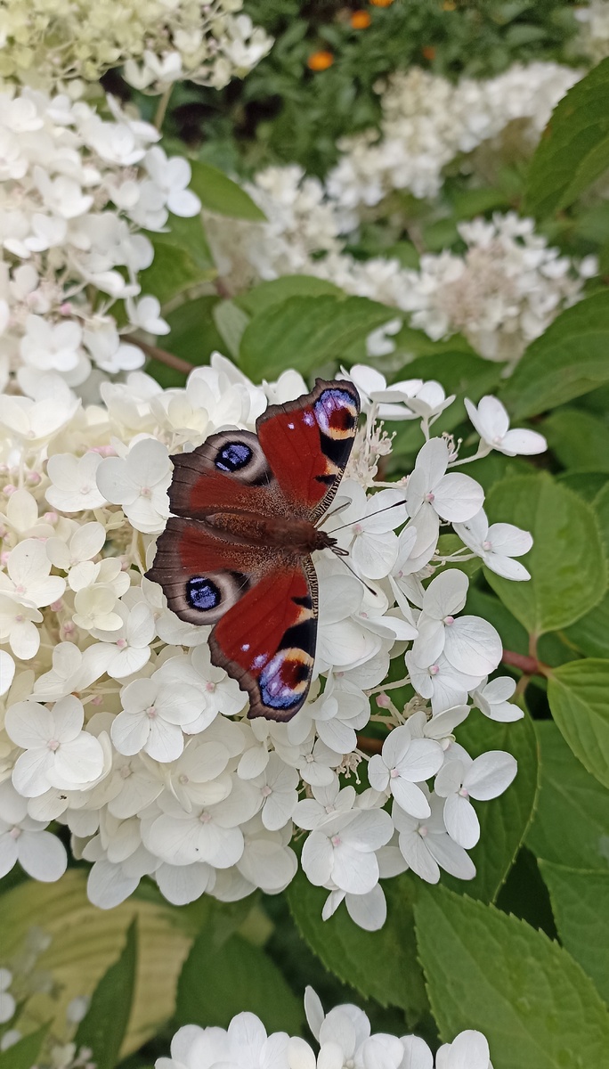 Мое фото. В саду. Просто на заставку.
