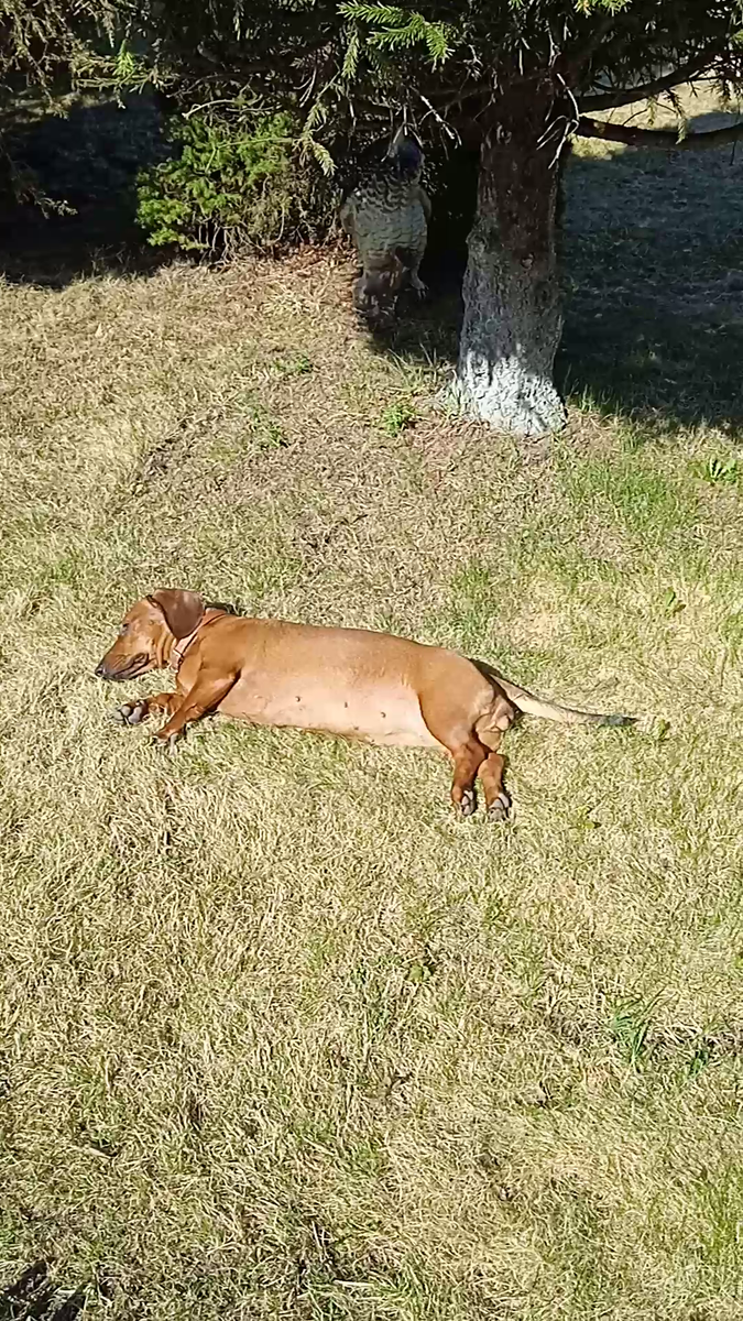 Алиса на солнце