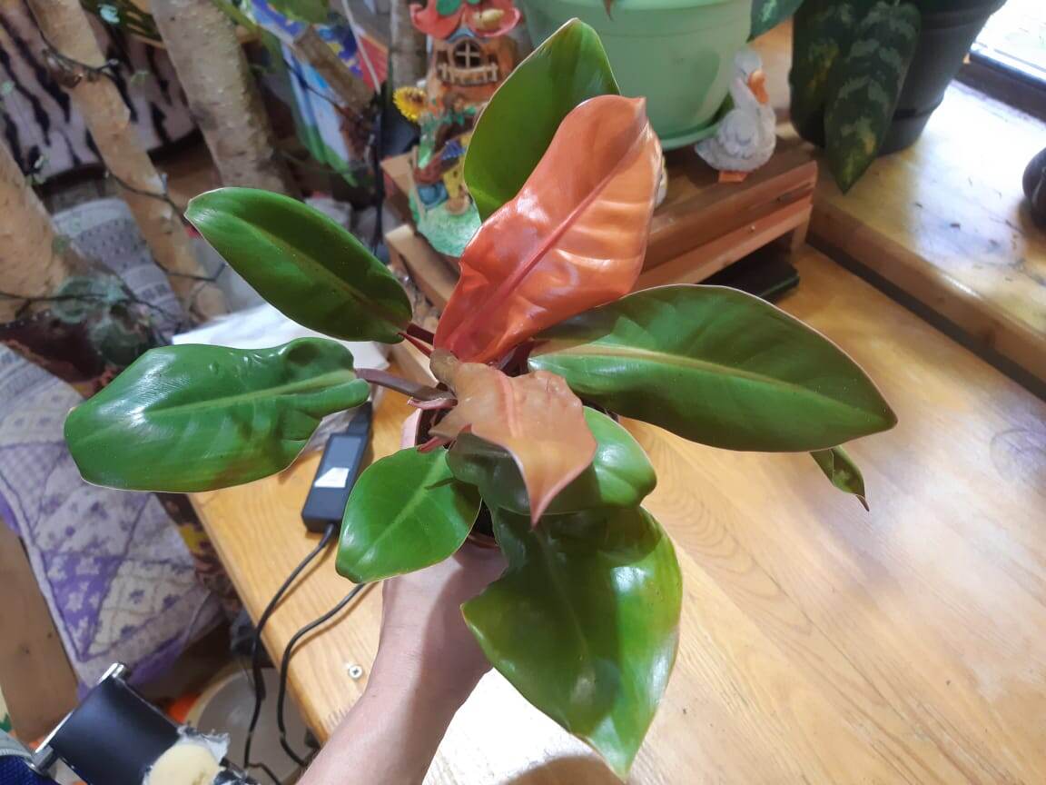 Филодендрон Оранжевый принц, был куплен в июле 2025 года в Чувашии... за 500 р) Это мега-дёшево за такое крупное сортовое растение