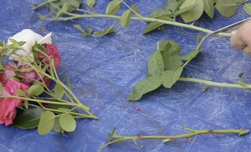 Черенкование роз в конце лета: как правильно укоренить побеги