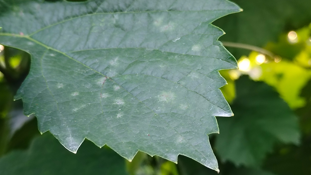 Начальное поражение листа винограда мучнистой росой (белые пятнышки) 