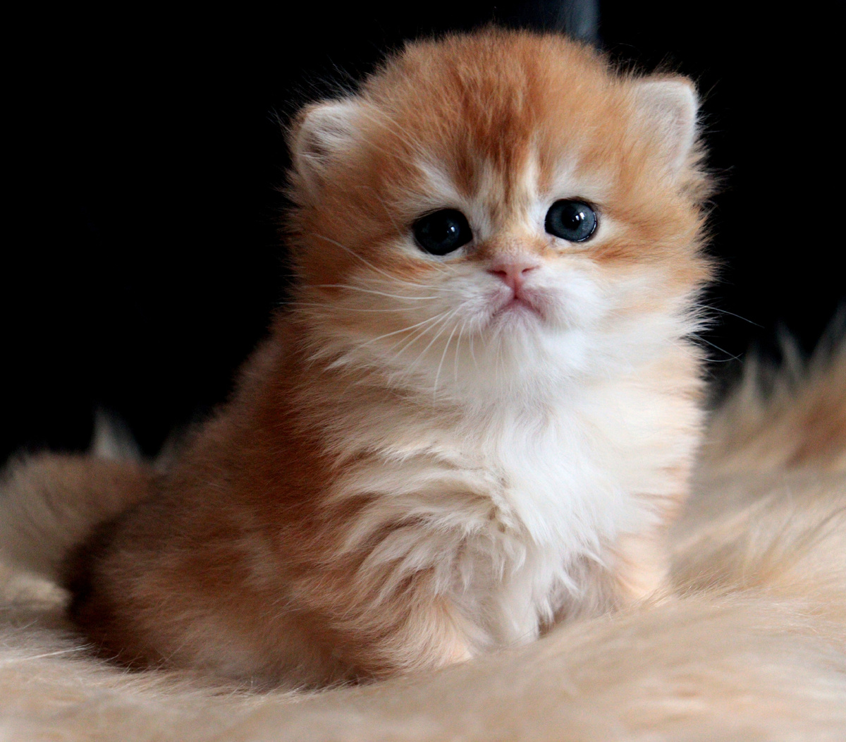 Заводчик: Eleni Effraimidou, котенок - Male BLH ny 12; питомник Effalen